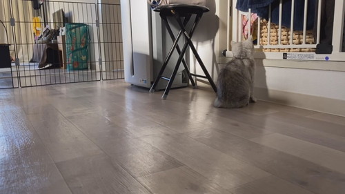 しらす 猫 パパ シャワー 待つ モニタリング 遊ぶ