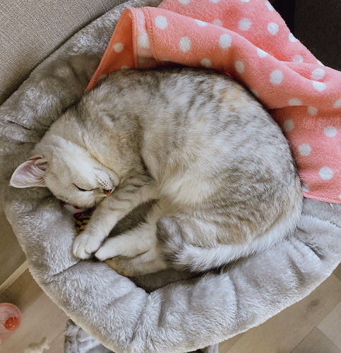 しらす 猫 パパ シャワー 待つ モニタリング 遊ぶ