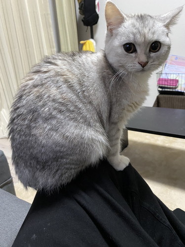 しらす 猫 パパ シャワー 待つ モニタリング 遊ぶ