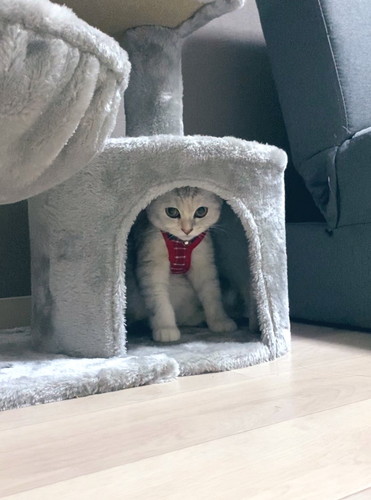 しらす 猫 パパ シャワー 待つ モニタリング 遊ぶ