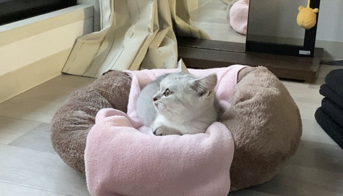 しらす 猫 パパ シャワー 待つ モニタリング 遊ぶ