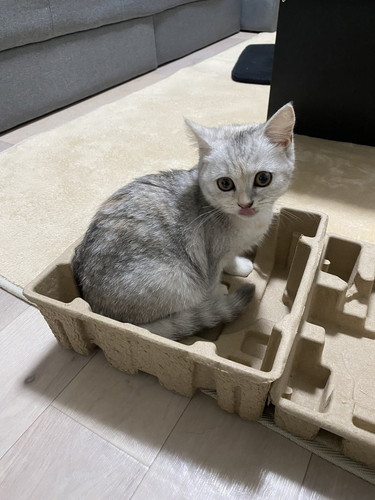 しらす 猫 パパ シャワー 待つ モニタリング 遊ぶ