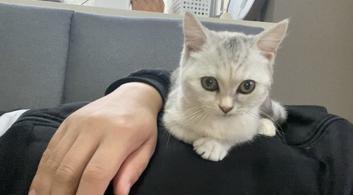 しらす 猫 パパ シャワー 待つ モニタリング 遊ぶ