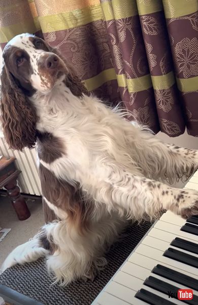 ピアノを弾くワンコの画像 イングリッシュ・スプリンガー・スパニエル　ピアノ 犬 面白動画 かわいい