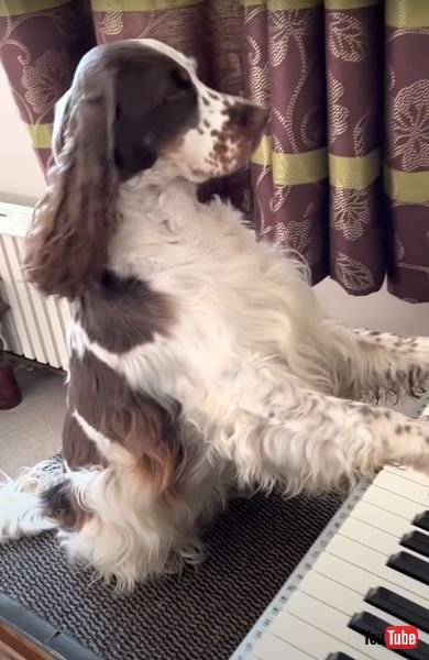 ピアノを弾くワンコの画像 イングリッシュ・スプリンガー・スパニエル　ピアノ 犬 面白動画 かわいい