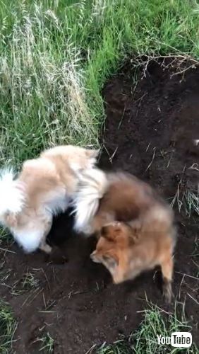 犬 穴掘り 邪魔 一心不乱