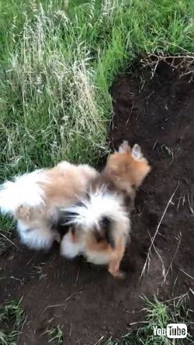 犬 穴掘り 邪魔 一心不乱