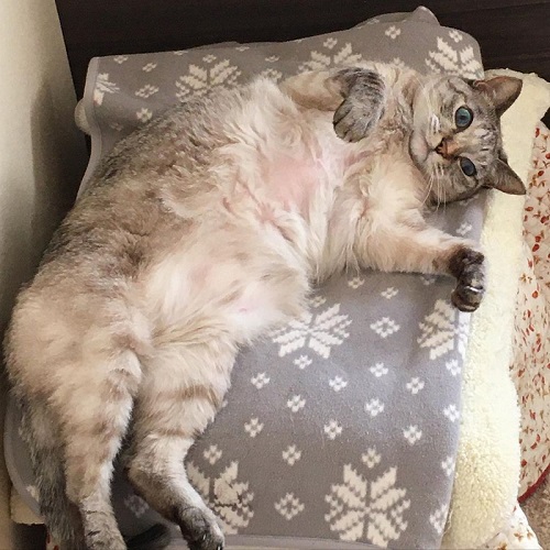 いのうえむつみ　猫　猫漫画　猫マンガ　面白　かわいい　邪魔