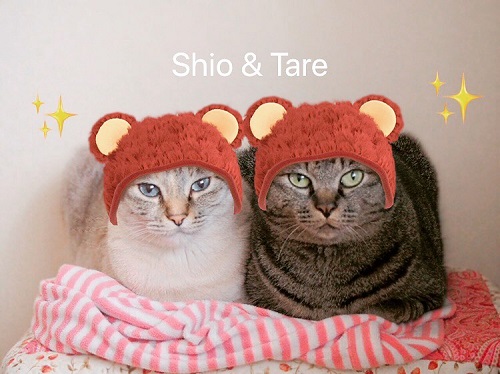 いのうえむつみ　猫　猫漫画　猫マンガ　面白　かわいい　邪魔