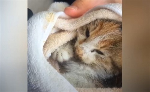 道路　子猫　保護　救助　三毛猫　ビフォーアフター