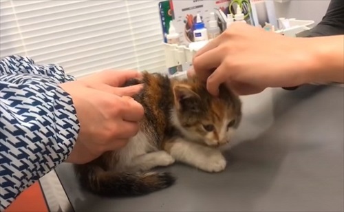 道路　子猫　保護　救助　三毛猫　ビフォーアフター