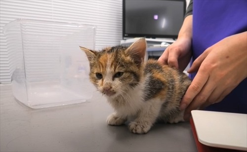 道路　子猫　保護　救助　三毛猫　ビフォーアフター