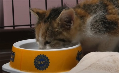 道路　子猫　保護　救助　三毛猫　ビフォーアフター