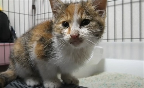 道路　子猫　保護　救助　三毛猫　ビフォーアフター