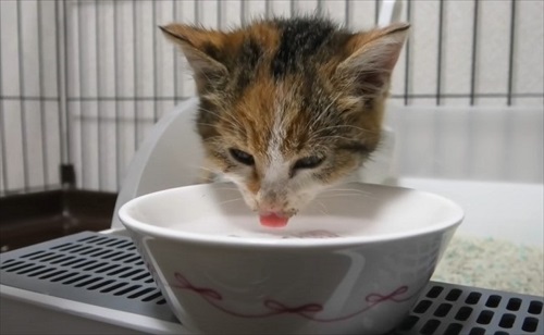 道路　子猫　保護　救助　三毛猫　ビフォーアフター