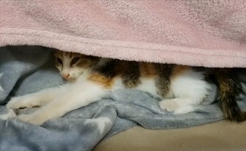 道路　子猫　保護　救助　三毛猫　ビフォーアフター