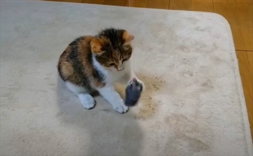 道路　子猫　保護　救助　三毛猫　ビフォーアフター