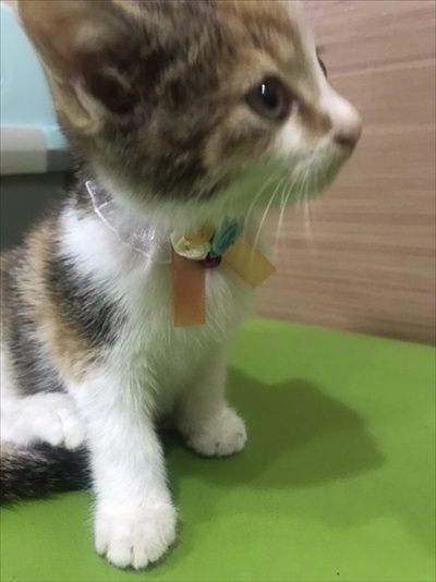 道路　子猫　保護　救助　三毛猫　ビフォーアフター