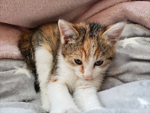 道路　子猫　保護　救助　三毛猫　ビフォーアフター