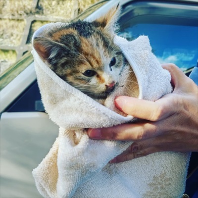 道路　子猫　保護　救助　三毛猫　ビフォーアフター