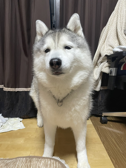 ハスキーの顔