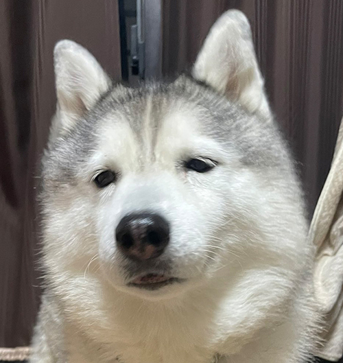 月曜日顔のシルビアちゃんアップ