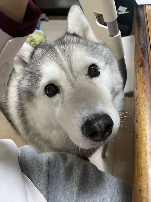 見上げるシルビアちゃん