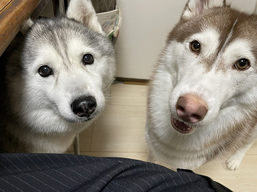 見上げるハスキーズ