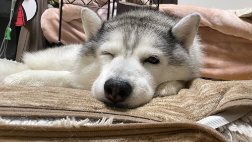 眠いシルビアちゃん