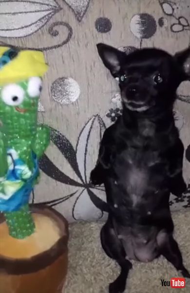 踊るワンコの画像 面白動画 わんこ 犬 ダンス