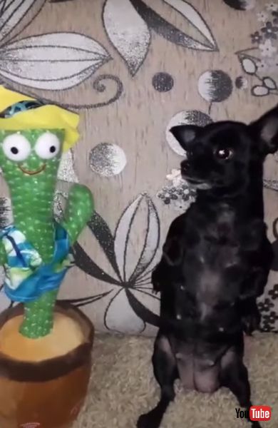 踊るワンコの画像 面白動画 わんこ 犬 ダンス