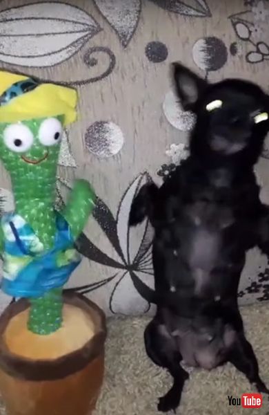 踊るワンコの画像  面白動画 わんこ 犬 ダンス