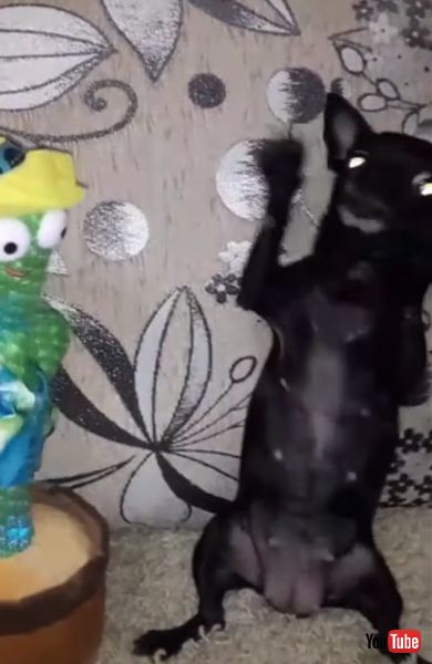 踊るワンコの画像  面白動画 わんこ 犬 ダンス