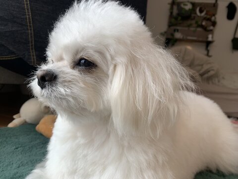 犬 ボーロ 待てない かわいいぬ