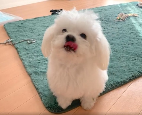 犬 ボーロ 待てない かわいいぬ