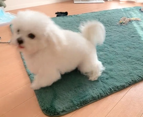 犬 ボーロ 待てない かわいいぬ