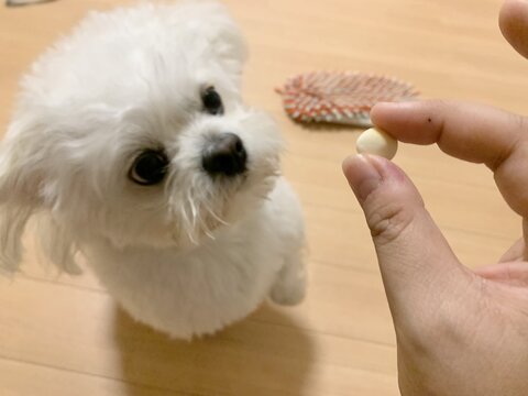 犬 ボーロ 待てない かわいいぬ