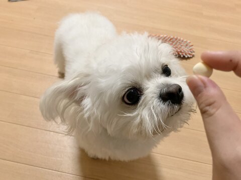 犬 ボーロ 待てない かわいいぬ