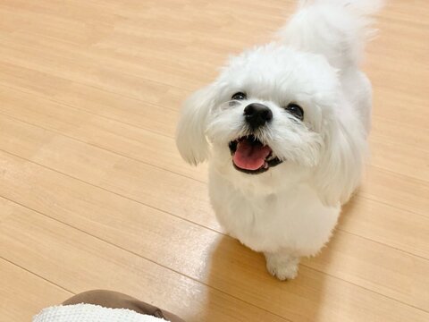 犬 ボーロ 待てない かわいいぬ