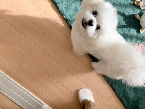 犬 ボーロ 待てない かわいいぬ