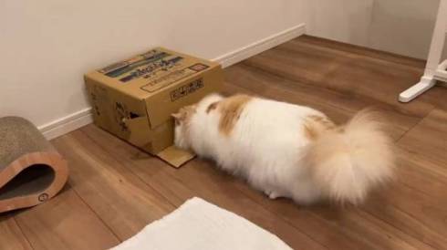 猫 レモンくん 必死すぎる 箱に入る 段ボール かわいい 面白動画