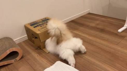 猫 レモンくん 必死すぎる 箱に入る 段ボール かわいい 面白動画