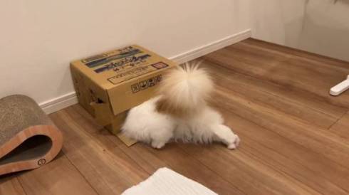 猫 レモンくん 必死すぎる 箱に入る 段ボール かわいい 面白動画