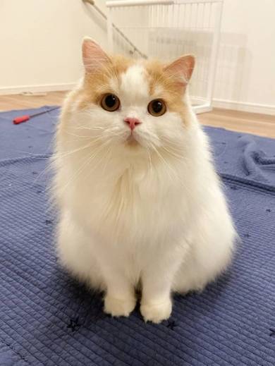 猫 レモンくん 必死すぎる 箱に入る 段ボール かわいい 面白動画
