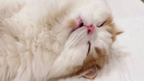 猫 レモンくん 必死すぎる 箱に入る 段ボール かわいい 面白動画