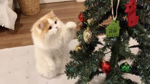 猫 レモンくん 必死すぎる 箱に入る 段ボール かわいい 面白動画