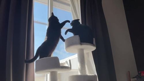 黒猫 スミ アヤ キャットタワー 場所 猫パンチ 猫