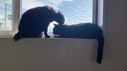 黒猫 スミ アヤ キャットタワー 場所 猫パンチ 猫