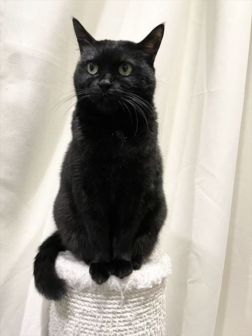 黒猫 スミ アヤ キャットタワー 場所 猫パンチ 猫