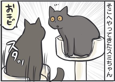 黒猫 スミ アヤ キャットタワー 場所 猫パンチ 猫